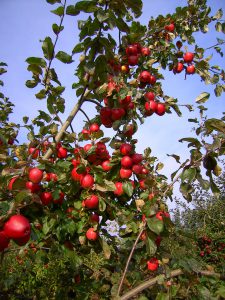 Artland Mosterei - Streuobstwiese - Baum mit Äpfeln Bild 02