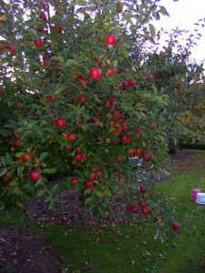 Artland Mosterei - Streuobstwiese - Baum mit Äpfeln Bild 03