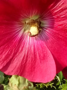 Artland Mosterei - Blüten Bild 10